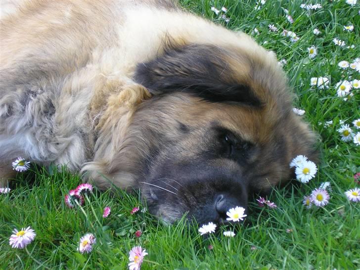 Leonberger | Nygård's Jaffa. - Billedet taget af: Lise Rudkjøbing billede 7