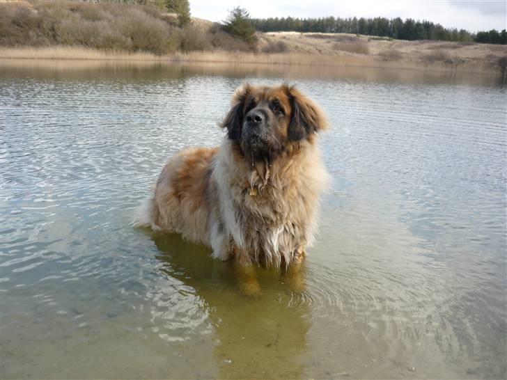 Leonberger | Nygård's Jaffa. - Billedet taget af: Majken Rudkjøbing billede 8