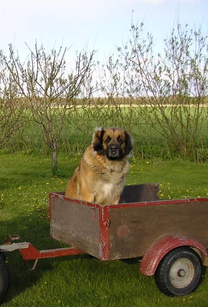 Leonberger | Nygård's Jaffa. - Billedet taget af: Lise Rudkjøbing billede 9