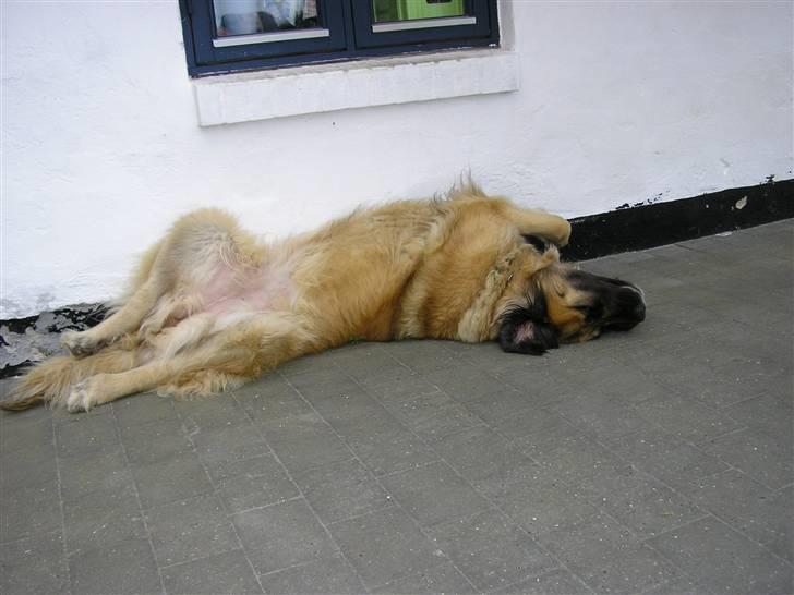 Leonberger | Nygård's Jaffa. - Blledet taget af: Lise Rudkjøbing billede 10