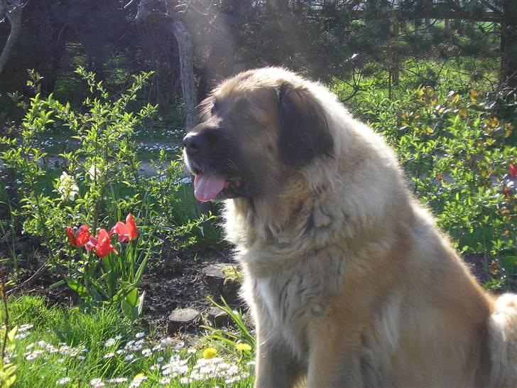Leonberger | Nygård's Jaffa. - Billedet taget af: Lise Rudkjøbing billede 11