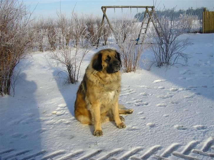 Leonberger | Nygård's Jaffa. - Billedet taget af: Lise Rudkjøbing billede 12