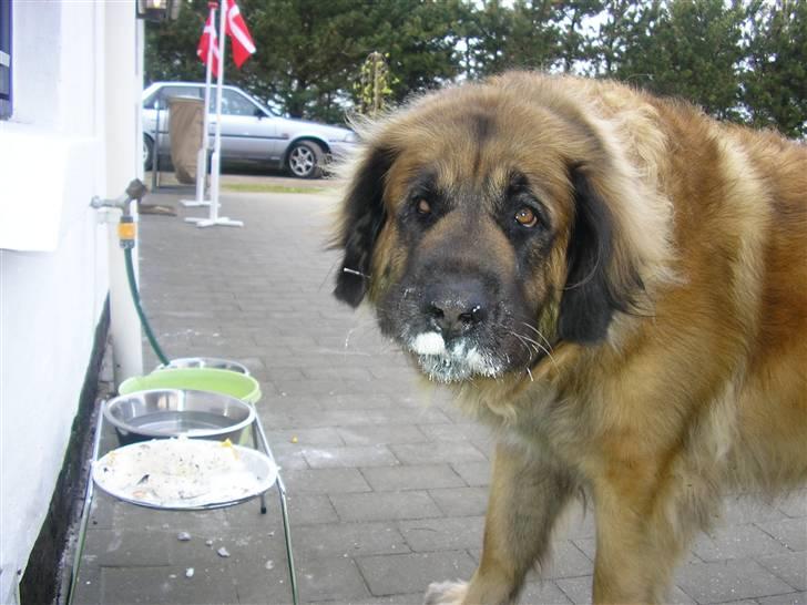 Leonberger | Nygård's Jaffa. - Billedet taget af: Majken Rudkjøbing billede 13