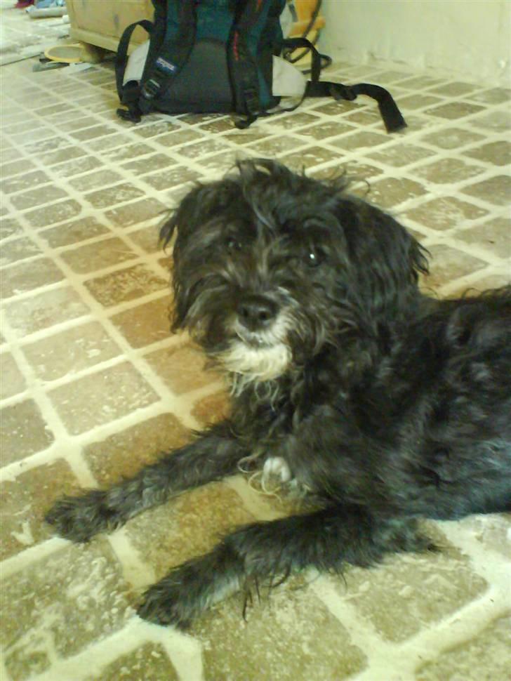 Blanding af racer Marta - Marta ligger ligge og dovnner den lidt af billede 1