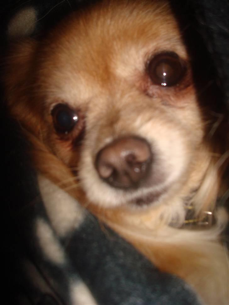 Blanding af racer thai billede 1