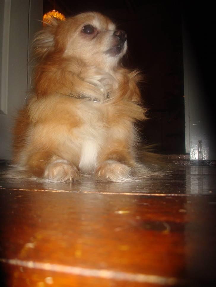 Blanding af racer thai billede 2