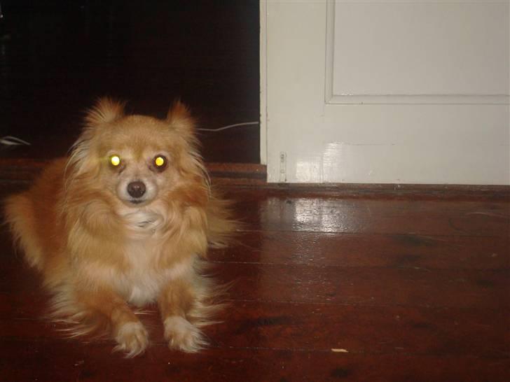 Blanding af racer thai billede 3