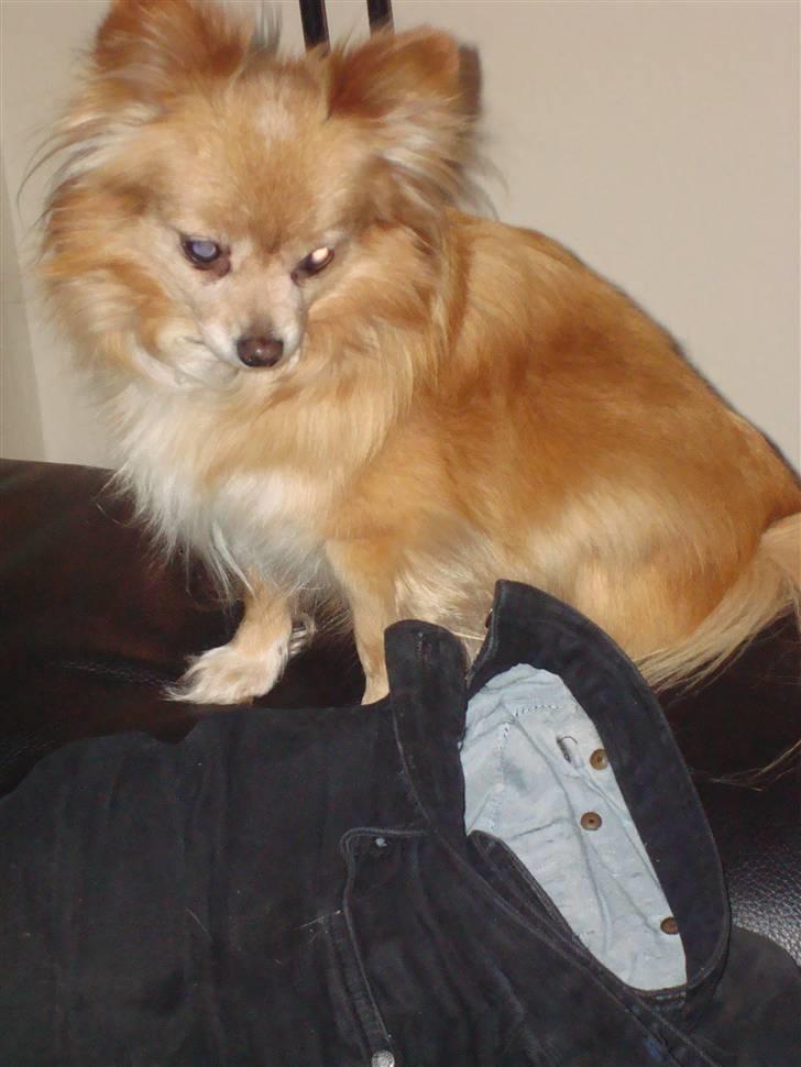 Blanding af racer thai - det der er min plads  billede 4