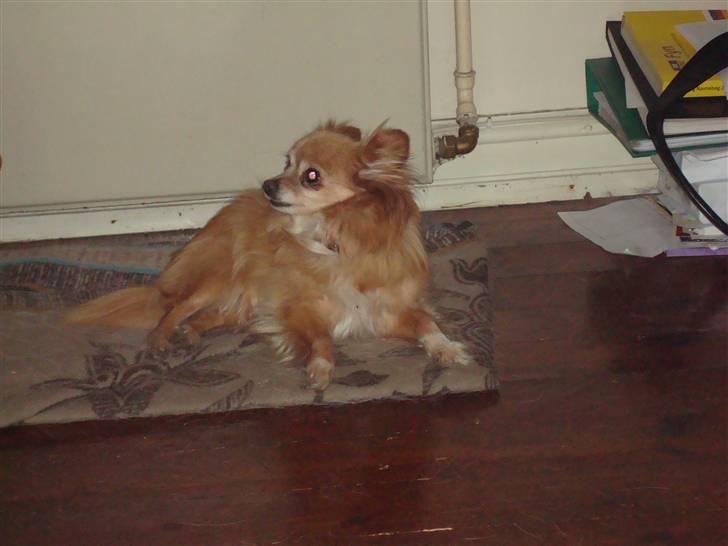 Blanding af racer thai billede 5