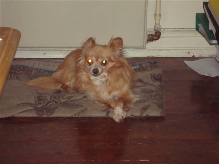 Blanding af racer thai billede 6