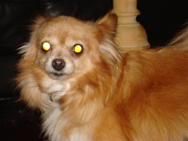 Blanding af racer thai billede 7