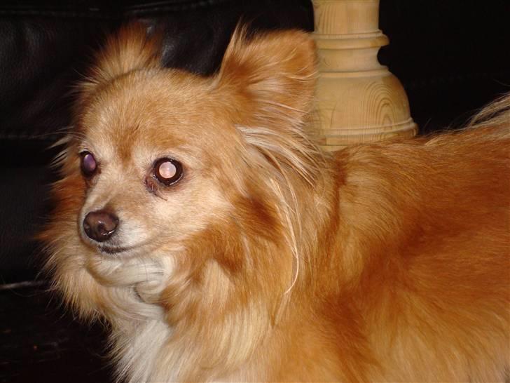 Blanding af racer thai billede 8