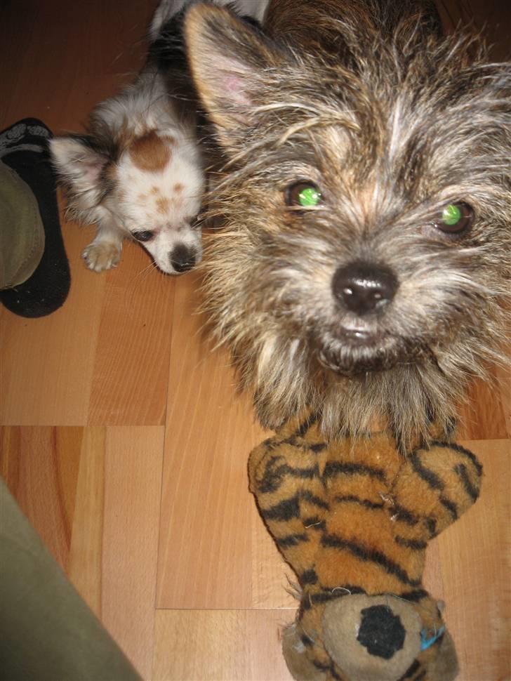 Blanding af racer Audi billede 9