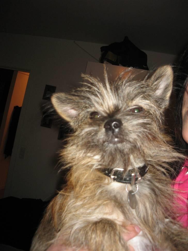 Blanding af racer Audi billede 10