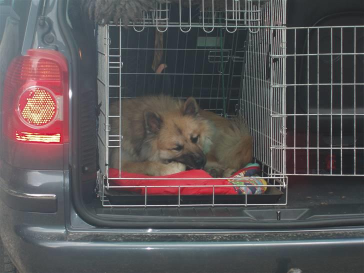 Eurasier Atikka - Jeg elsker at køre i bil, især når vi køre til steder hvor der er sne :D billede 5