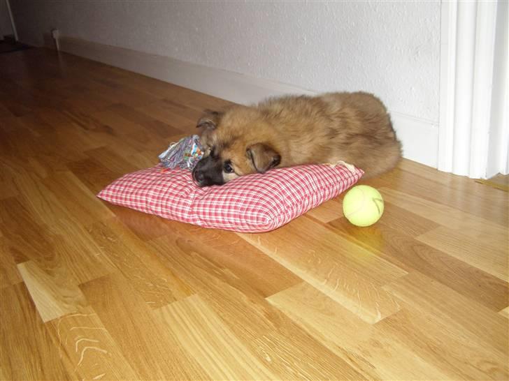 Eurasier Atikka - Her er jeg ikke så gammel så jeg sover meget billede 6