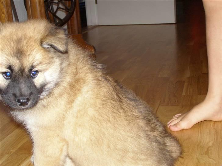 Eurasier Atikka billede 7