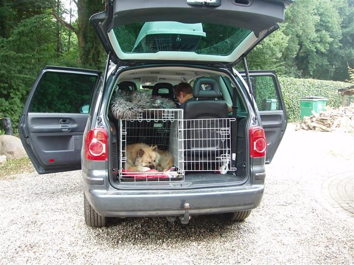 Eurasier Atikka - Så skal vi til Italien det er mit andet hjem billede 8