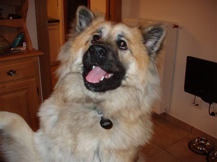 Eurasier Atikka billede 9