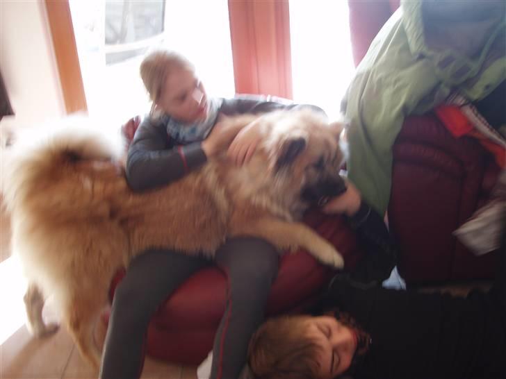 Eurasier Atikka - Her leger jeg med Anne-Sofie og Nicolai i Italien billede 10