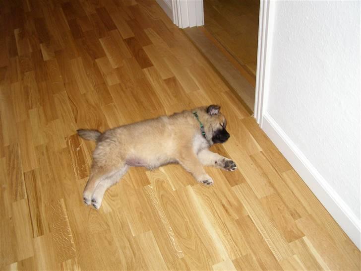 Eurasier Atikka - godt jeg har sådan et stort hus sådan jeg kan ligge og dase billede 11