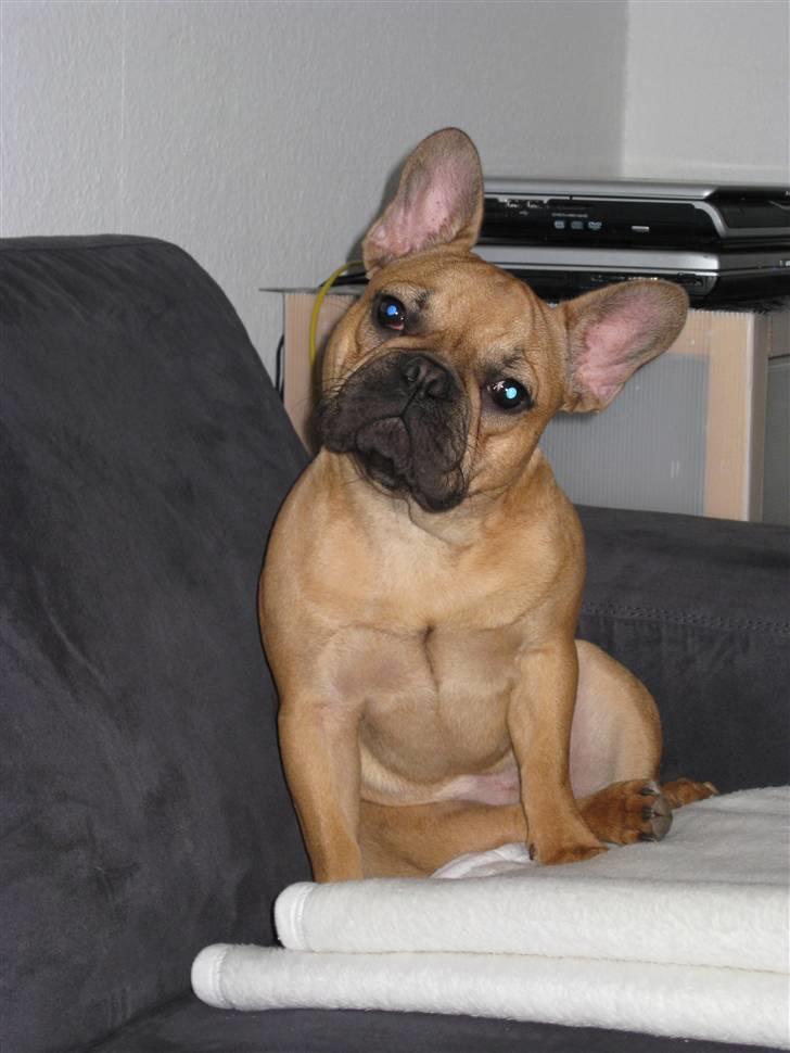 Fransk bulldog **Bosco** - 8 måneder billede 12