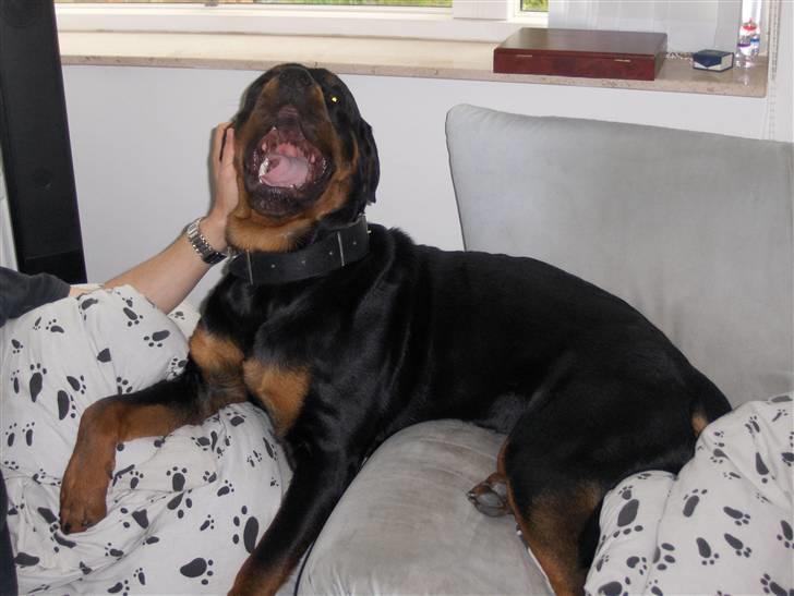 Rottweiler Tayson - Sofa hygge :P billede 1