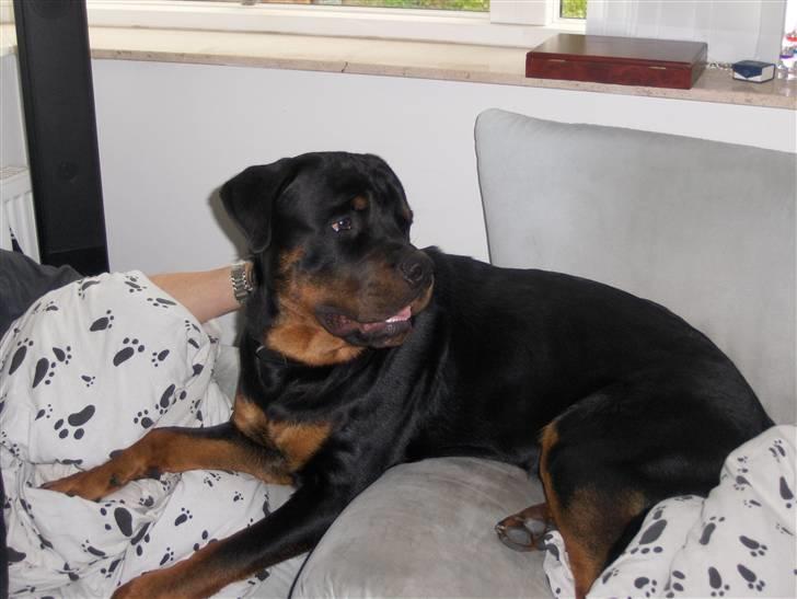 Rottweiler Tayson - Sofa hygge :P billede 2