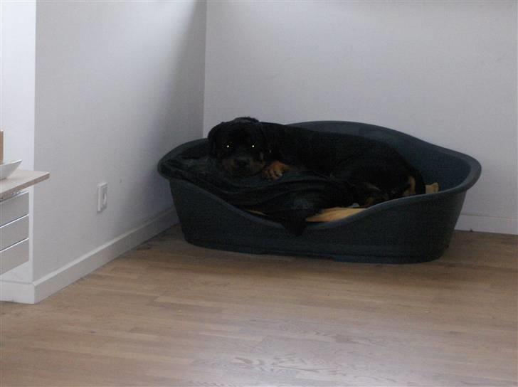 Rottweiler Tayson - Jeg har hvertfald ikke gjort noget billede 4