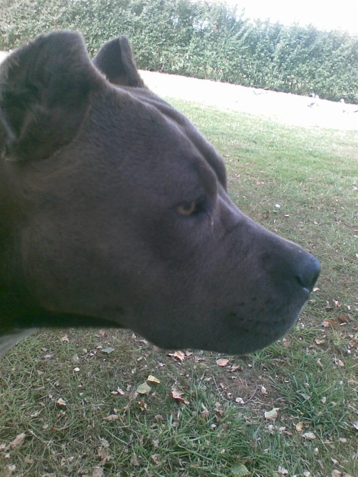 Amerikansk staffordshire terrier Duman  billede 1