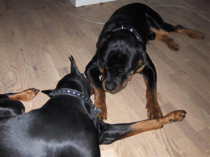 Rottweiler Tayson - Leger med "storesøster" billede 5