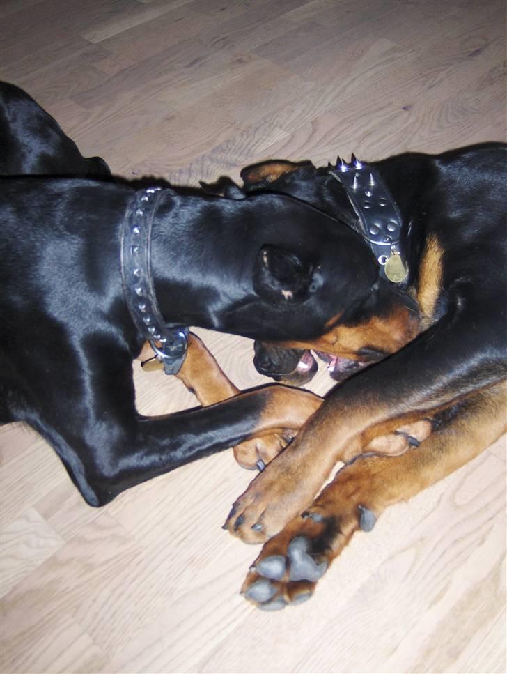 Rottweiler Tayson - Leger med "storesøster" billede 6