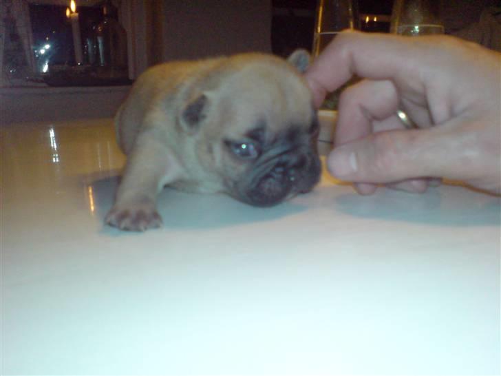 Fransk bulldog Lui Aimeé Hector - 3 uger billede 3