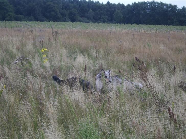 Collie langhåret Sille  billede 16