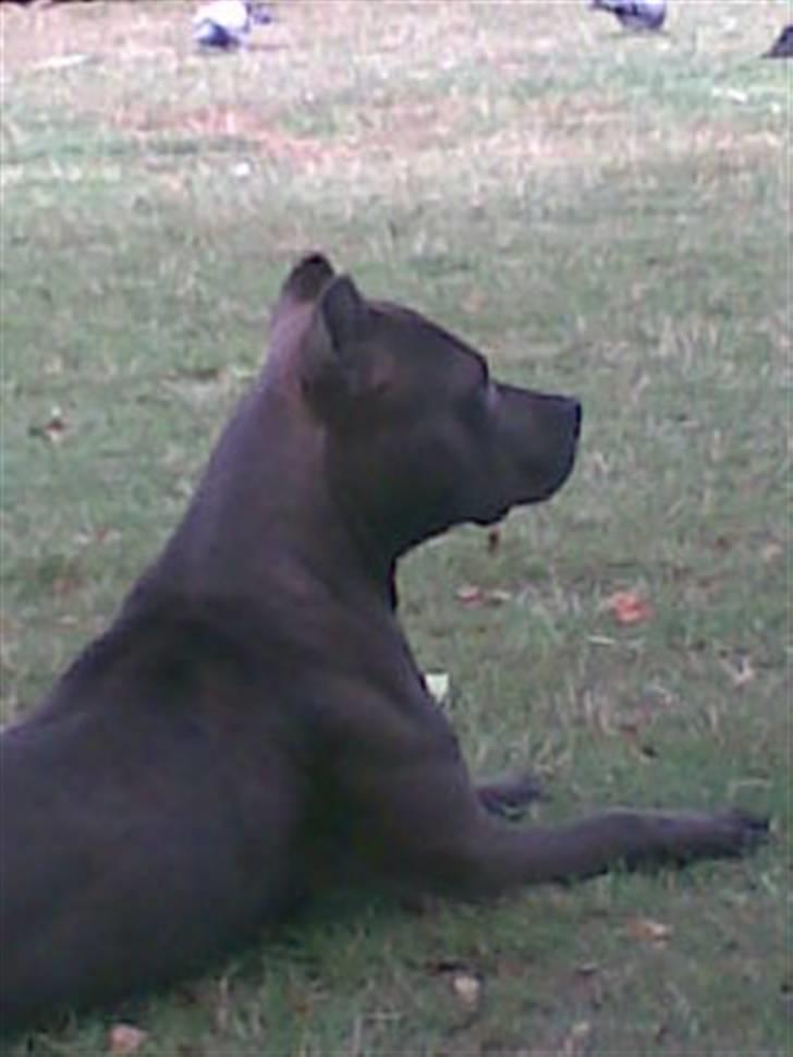 Amerikansk staffordshire terrier Duman  - Kigger på vores duar, og holder katten væk ;-) billede 2