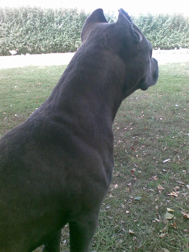 Amerikansk staffordshire terrier Duman  billede 3