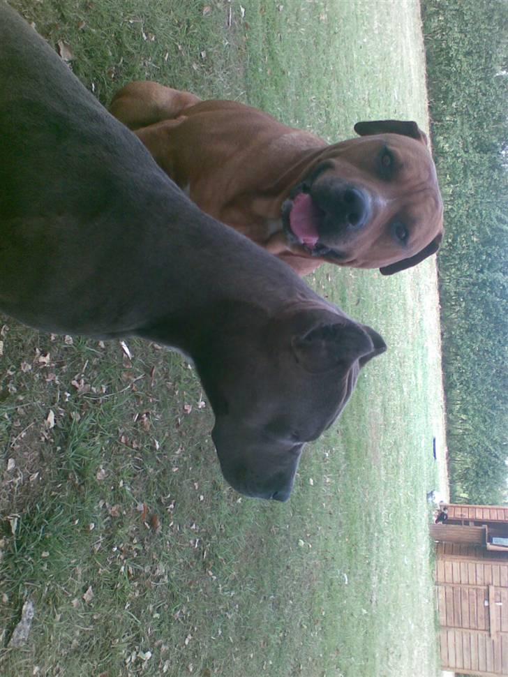 Amerikansk staffordshire terrier Duman  - Min ven tony vi bor sammen  billede 4