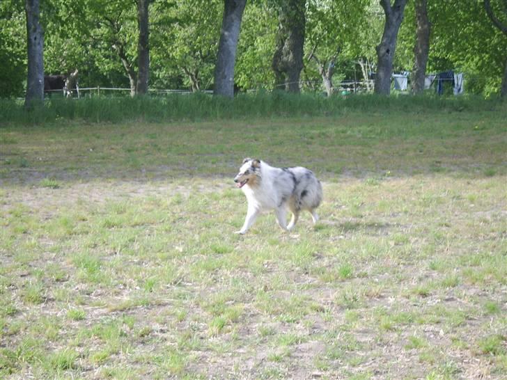 Collie langhåret Sille  billede 17
