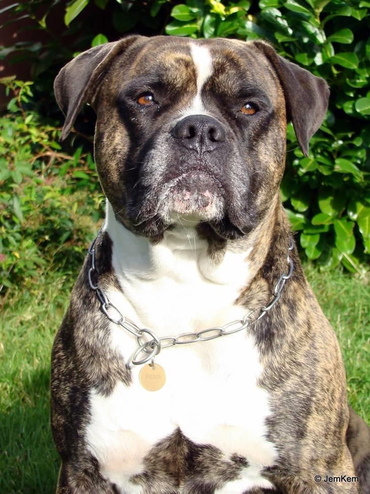 Amerikansk bulldog Balder billede 12