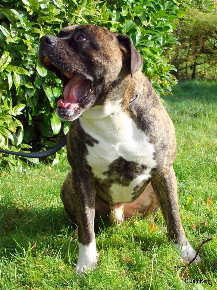 Amerikansk bulldog Balder billede 13