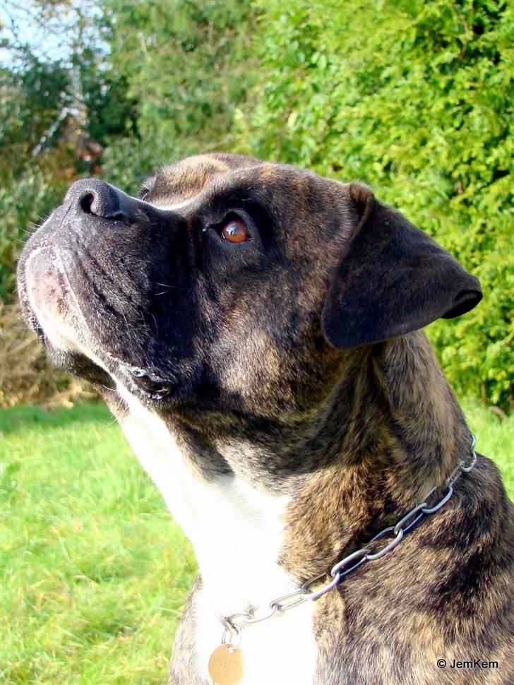 Amerikansk bulldog Balder billede 14