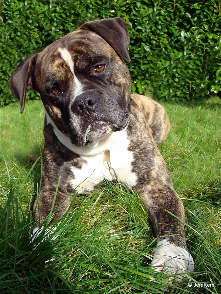 Amerikansk bulldog Balder billede 15