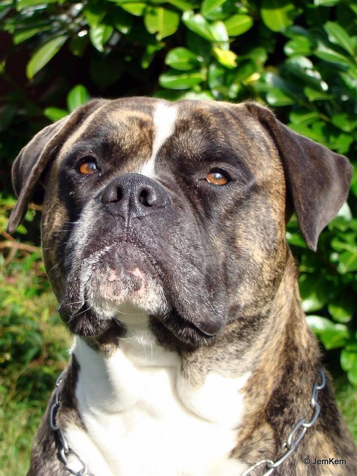 Amerikansk bulldog Balder billede 16