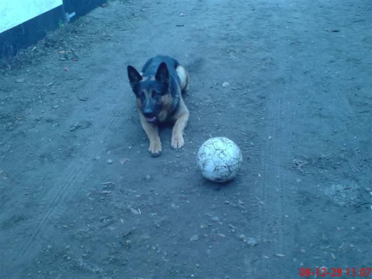 Schæferhund Kato billede 11