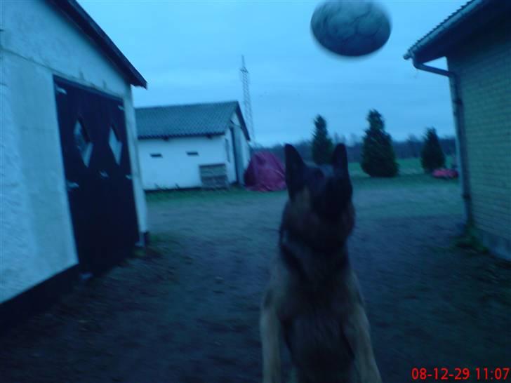 Schæferhund Kato billede 12