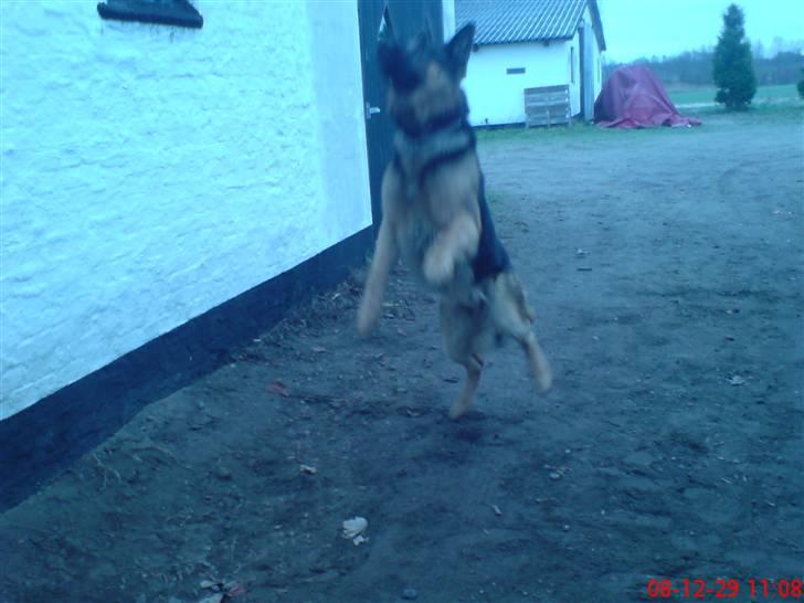 Schæferhund Kato billede 13