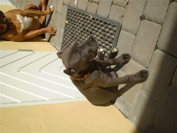 Amerikansk staffordshire terrier Duman  - der var jeg hvalp billede 5