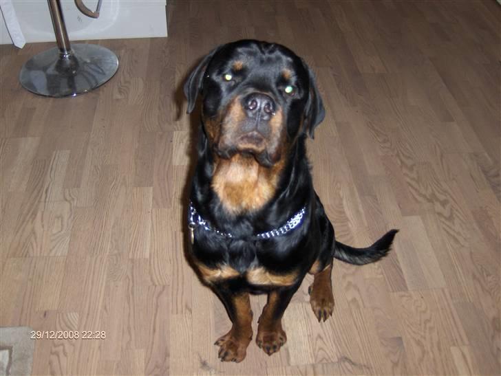 Rottweiler Tayson - ser så uskyldig ud.. billede 7