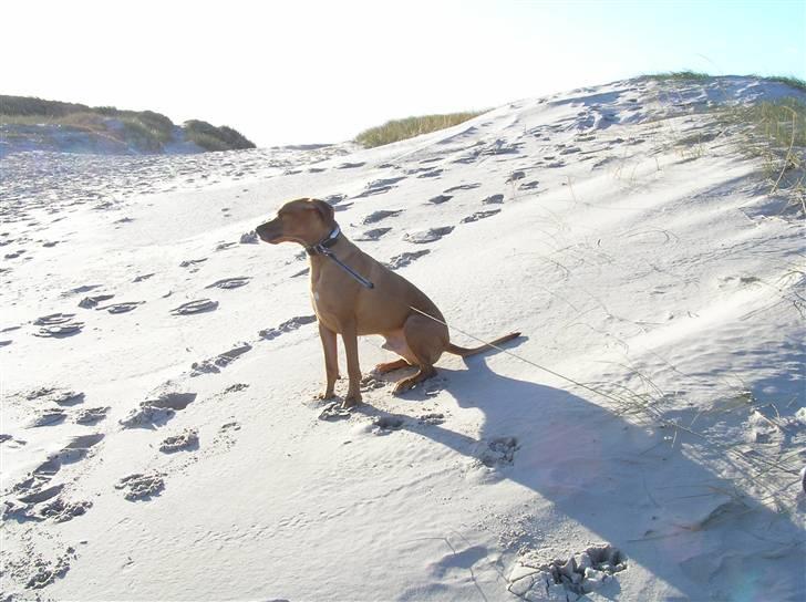 Rhodesian ridgeback Ozzy - Hvor længe skal jeg så sidde her og vente??? billede 2