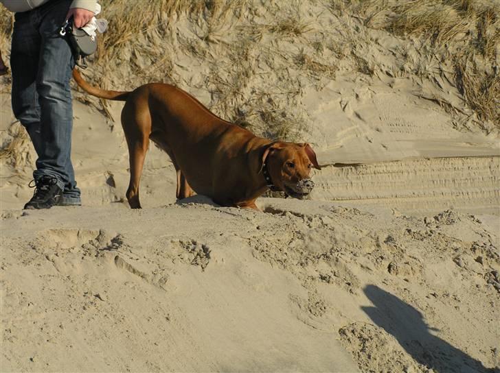 Rhodesian ridgeback Ozzy - I behøver ikke at sige noget, jeg ved godt at jeg er en bandit nogen gange! billede 3